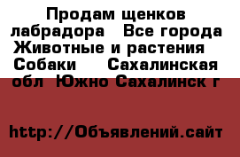 Продам щенков лабрадора - Все города Животные и растения » Собаки   . Сахалинская обл.,Южно-Сахалинск г.